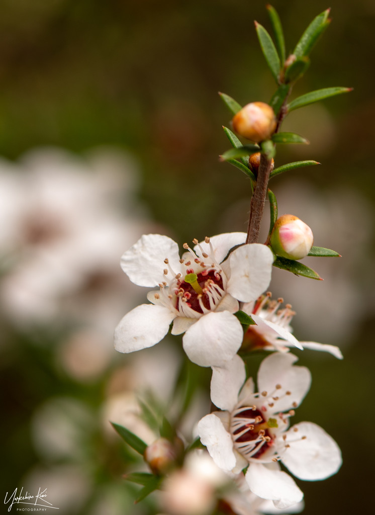 Mānuka flowers by yorkshirekiwi