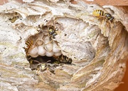 4th Jul 2020 - wasp nest 