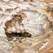 wasp nest  by shepherdmanswife