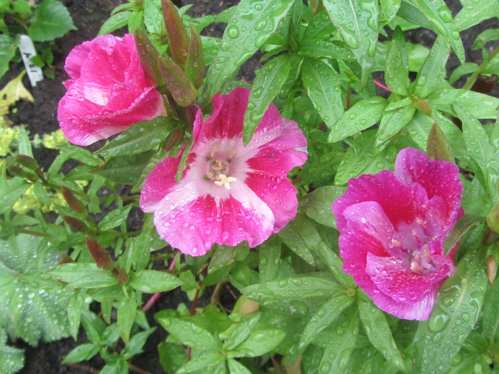 Rain drenched Godetia by grace55