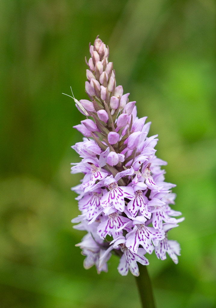 Marsh orchid by inthecloud5