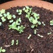 Seedlings by roachling
