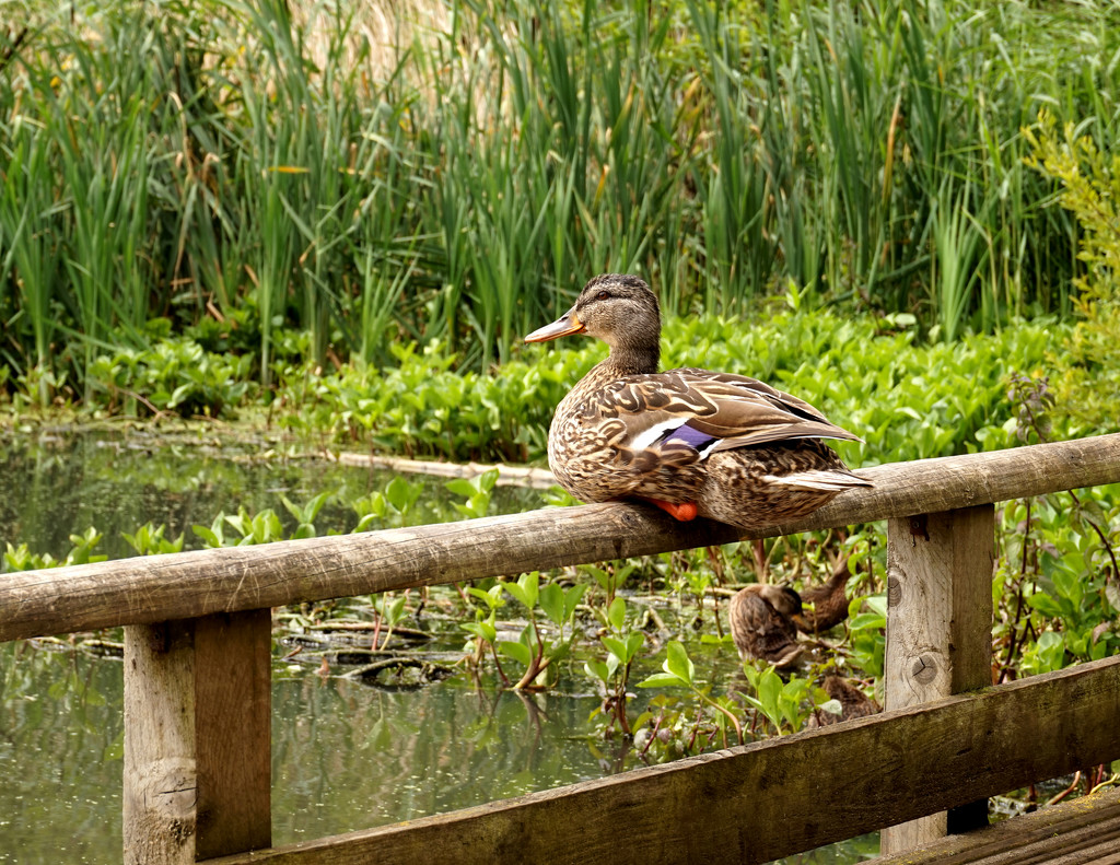 1st July Sitting Duck by valpetersen