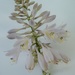 Hosta bloom by tunia