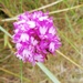 A pyramid orchid.  by jennymdennis