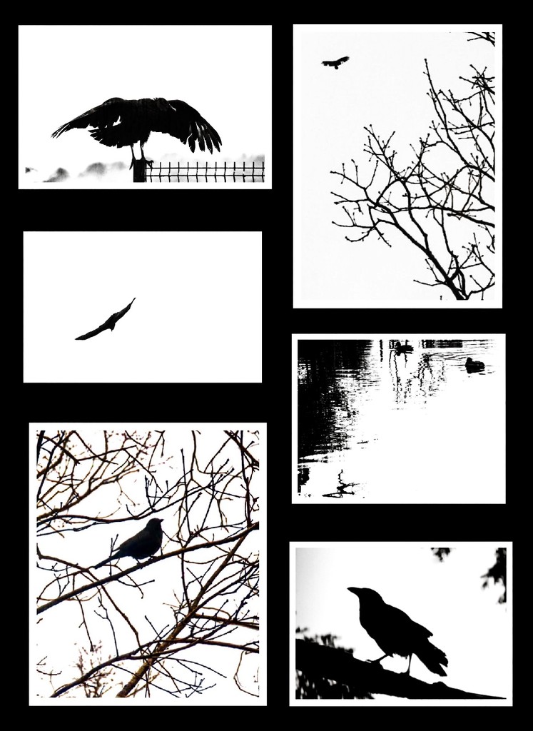 Birds in Silhouette by mzzhope