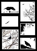 3rd Jul 2020 - Birds in Silhouette