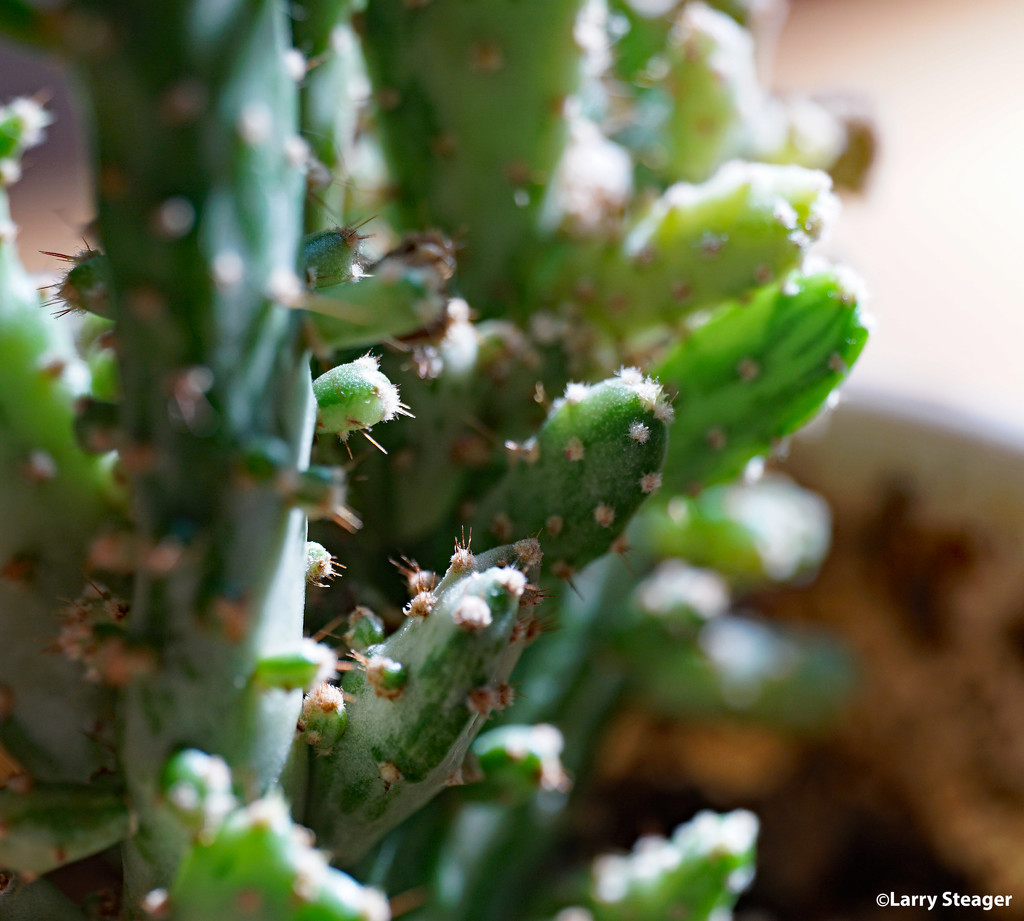 Succulent cactus by larrysphotos