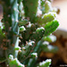 Succulent cactus by larrysphotos
