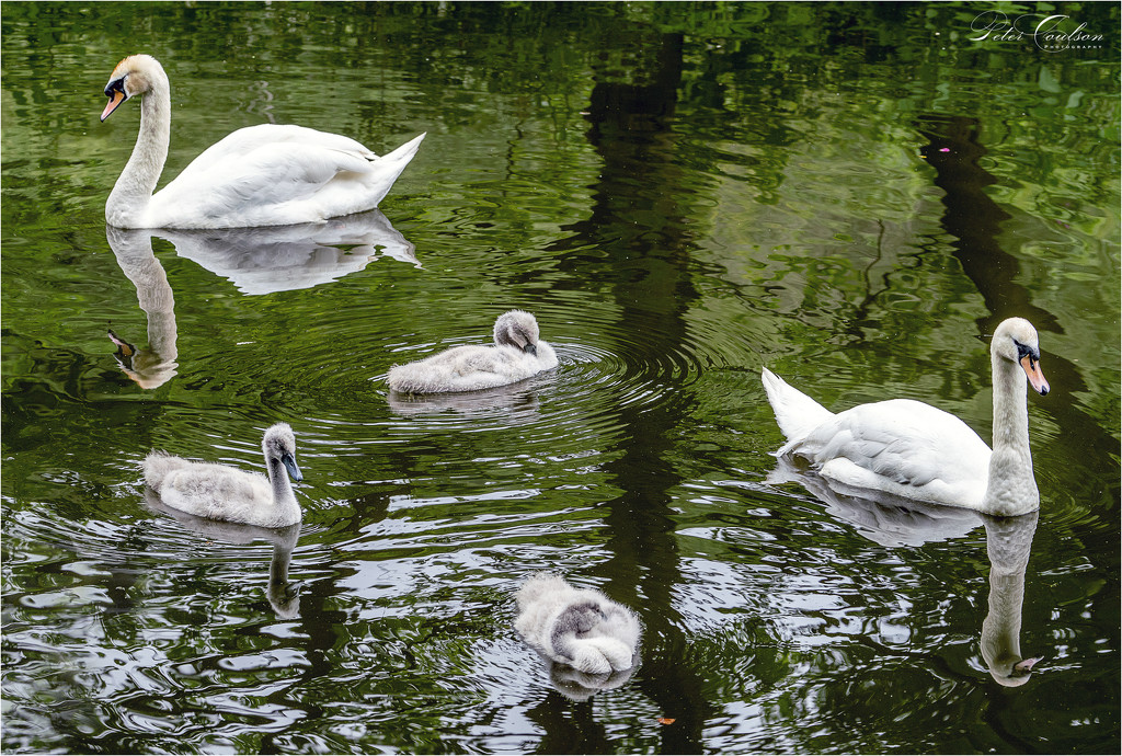 The Swan Family by pcoulson