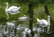 4th Jul 2020 - The Swan Family