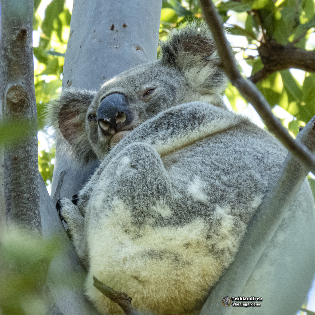 is my bum bigger than Hugo? by koalagardens