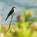 eastern kingbird by rminer