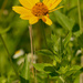 false sunflower  by rminer