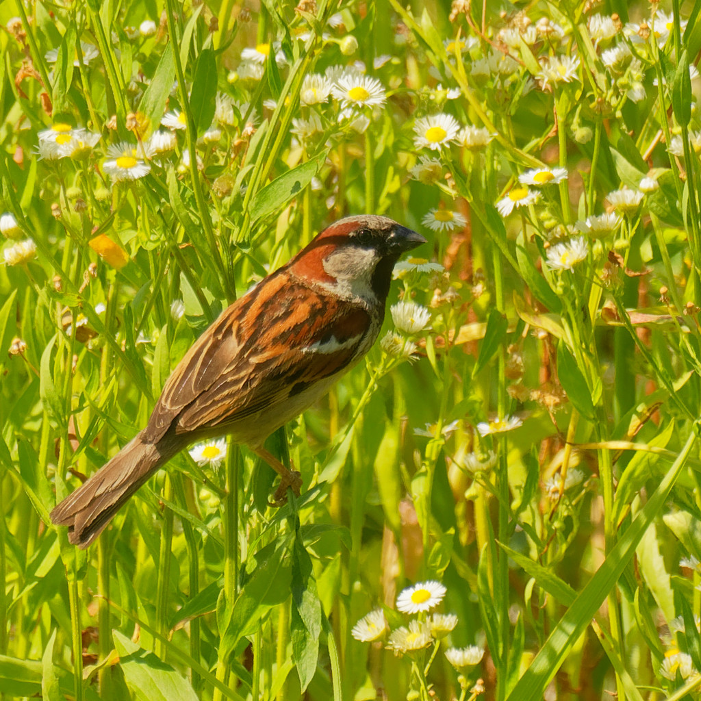 house sparrow in daisy fleabane by rminer