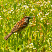 4th Jul 2020 - house sparrow in daisy fleabane