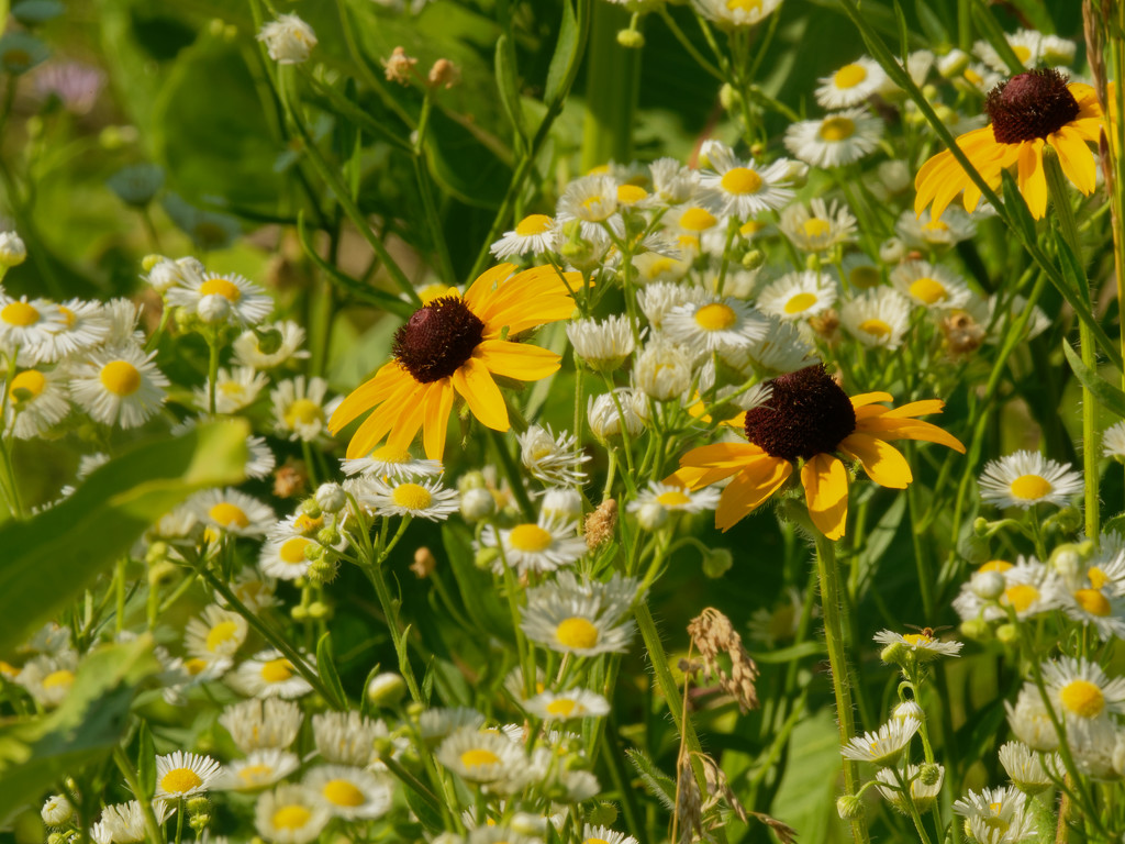 fleabane and blackeyed susans by rminer