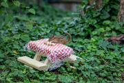 27th Jun 2020 - Chipmunk finds the picnic table!