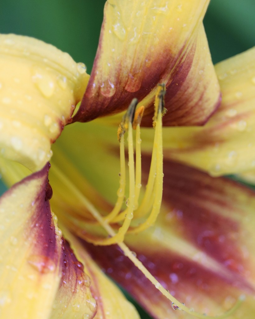 July 1: Lily by daisymiller