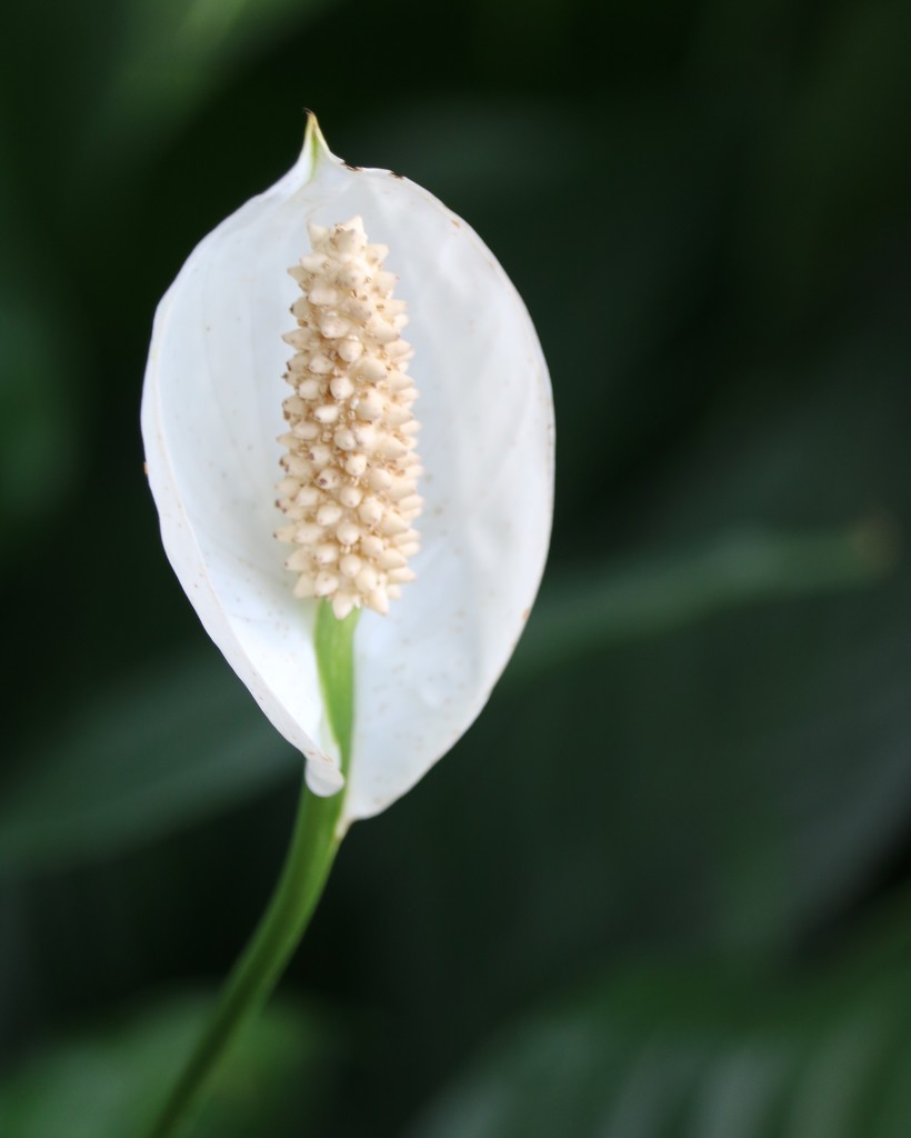 July 3: Peace Lily by daisymiller