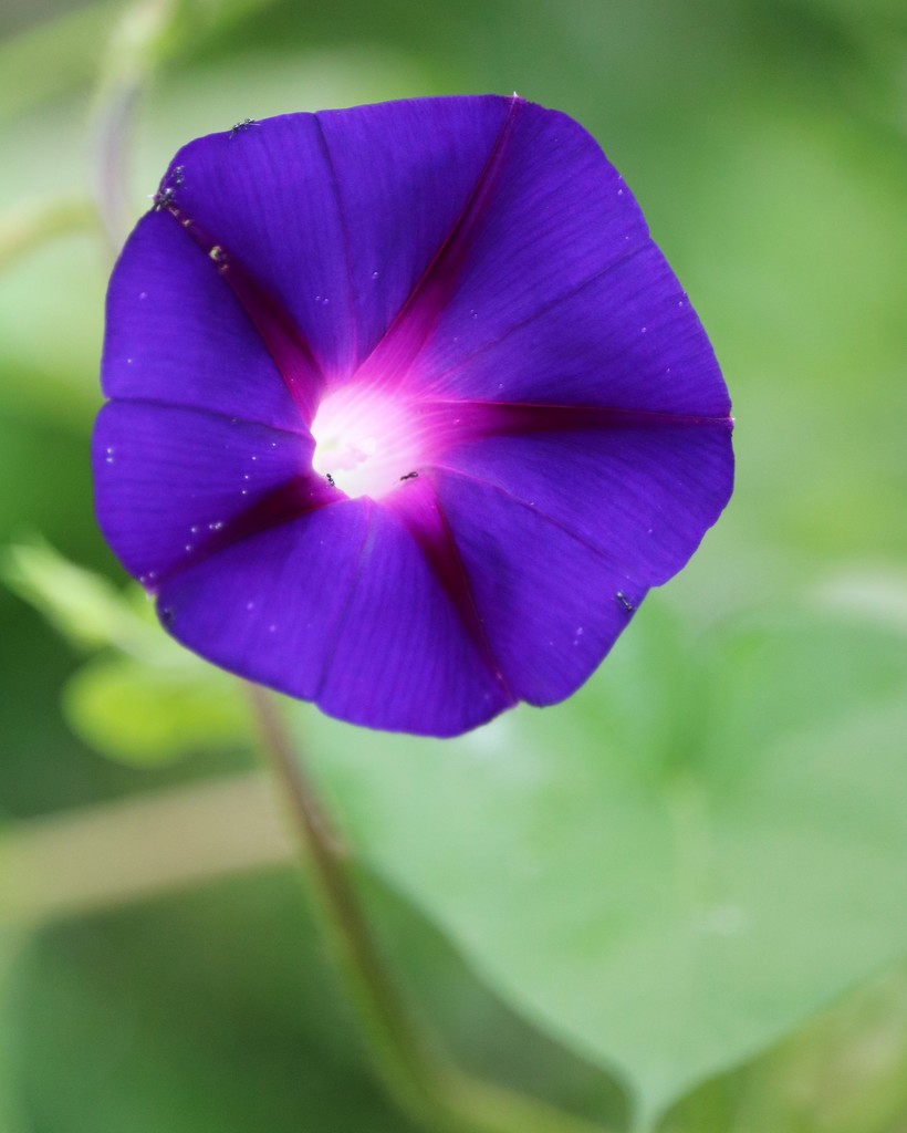July 4: Morning Glory by daisymiller
