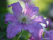 4th Jul 2020 - Blooming Clematis