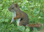 4th Jul 2020 - Red Squirrel