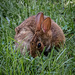 Snuggle Bunny by marylandgirl58