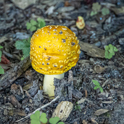 4th Jul 2020 - Mellow Yellow Mushroom