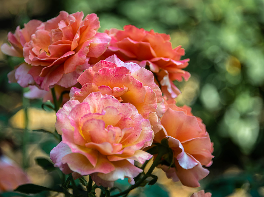 Peachy Roses by marylandgirl58