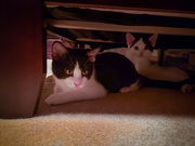 29th Jun 2020 - Under The Bed