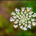 Queen Anne's Lace by hjbenson