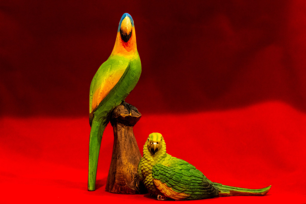 Parrots by swchappell
