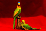 4th Jul 2020 - Parrots