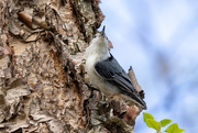 1st May 2020 - Nuthatch