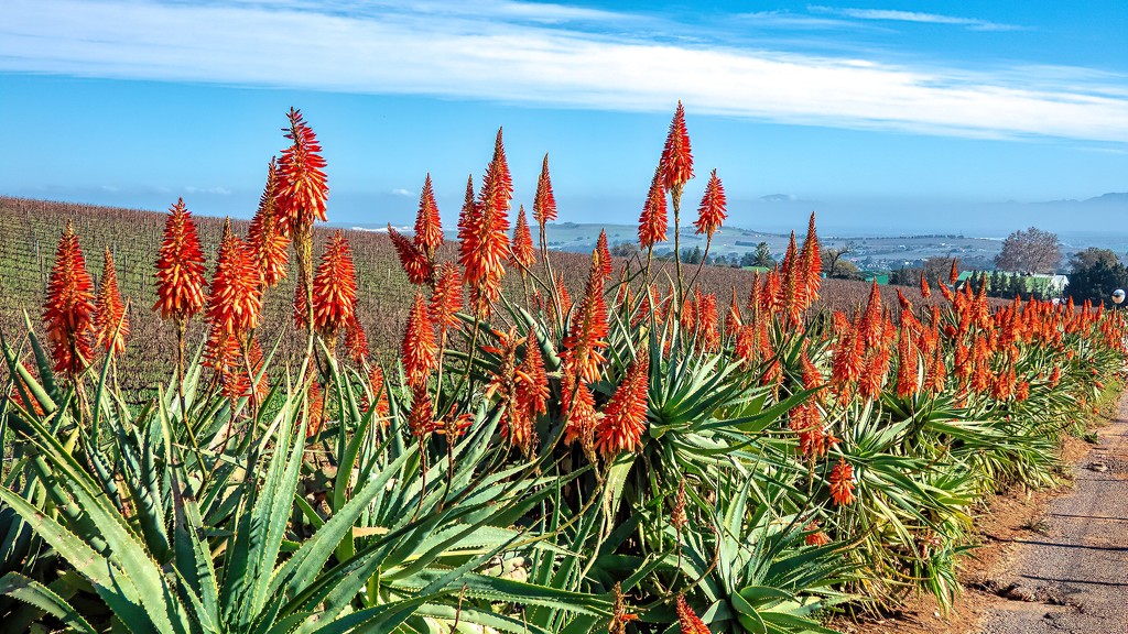 Aloes facing False Bay by ludwigsdiana