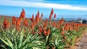 5th Jul 2020 - Aloes facing False Bay