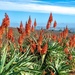 Aloes facing False Bay by ludwigsdiana