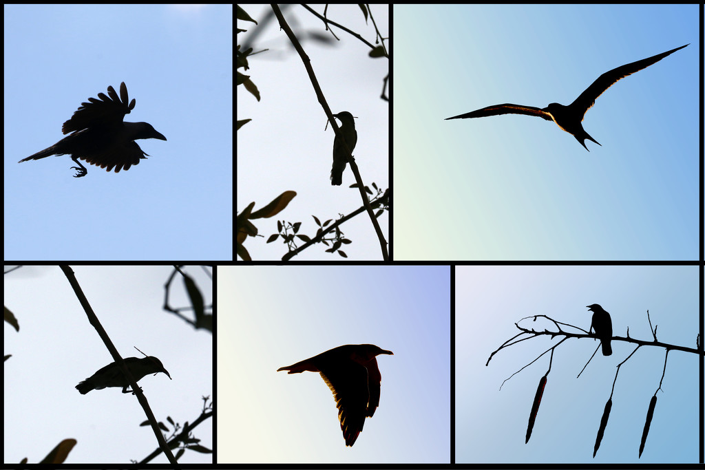 Bird Silhouettes  by ingrid01