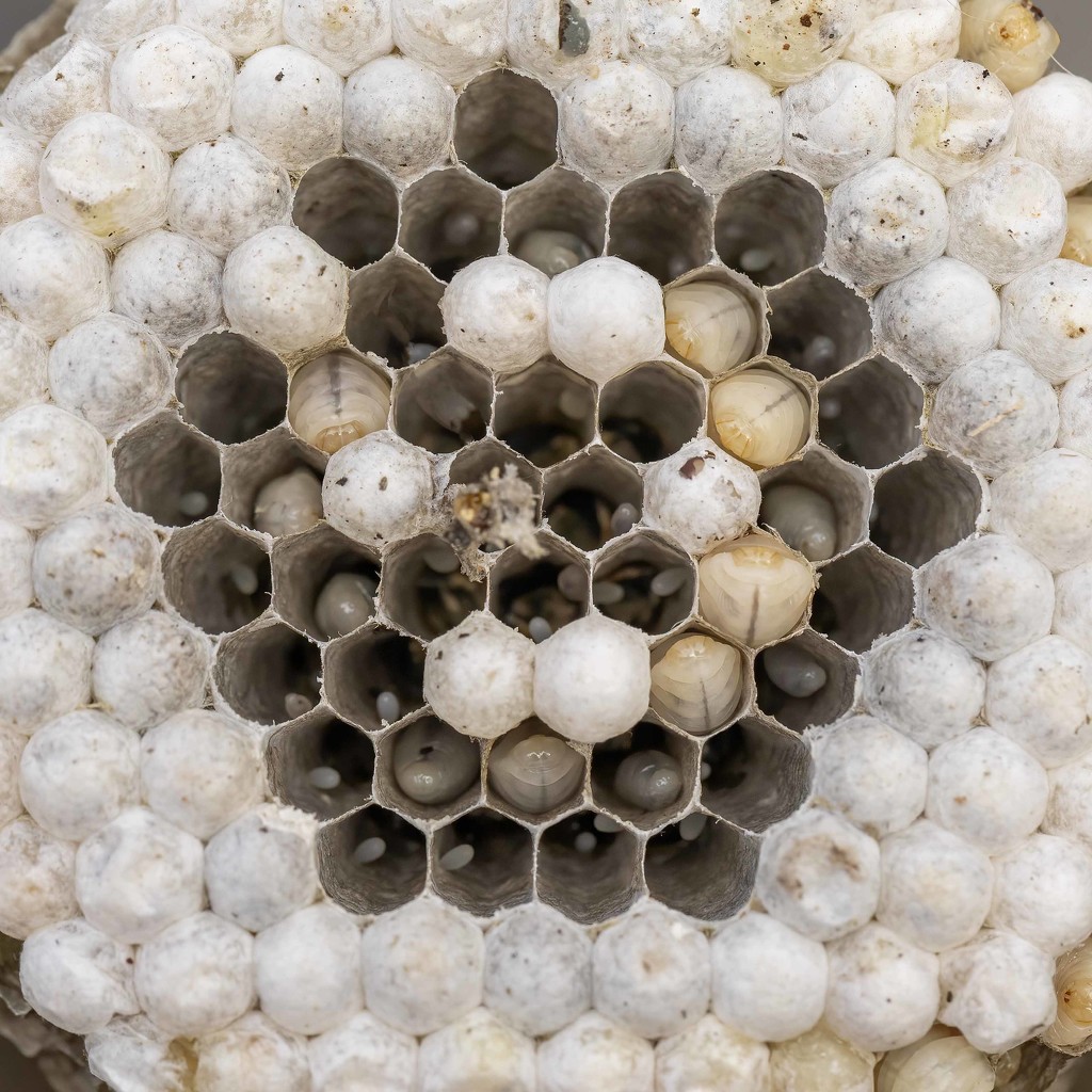 Inside the Wasp Nest by shepherdmanswife