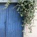 Blue Door by 365nick
