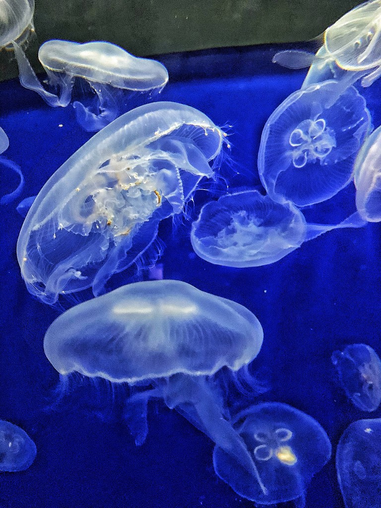 Jellyfishes ballet.  by cocobella