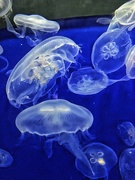 5th Jul 2020 - Jellyfishes ballet. 