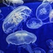 Jellyfishes ballet.  by cocobella