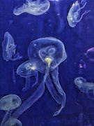 5th Jul 2020 - Jellyfish watching me !