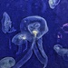 Jellyfish watching me ! by cocobella