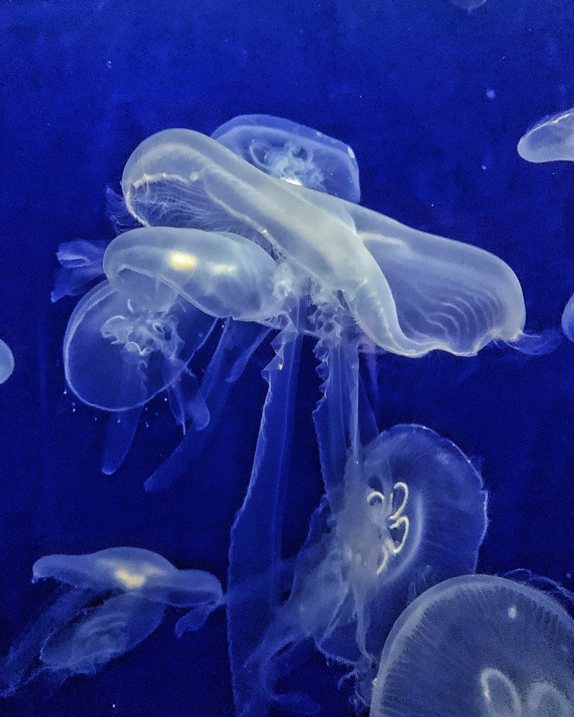 Jellyfish ballerinas.  by cocobella