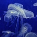Jellyfish ballerinas.  by cocobella