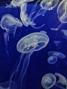 5th Jul 2020 - Jellyfishes. 
