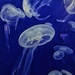 Jellyfishes.  by cocobella